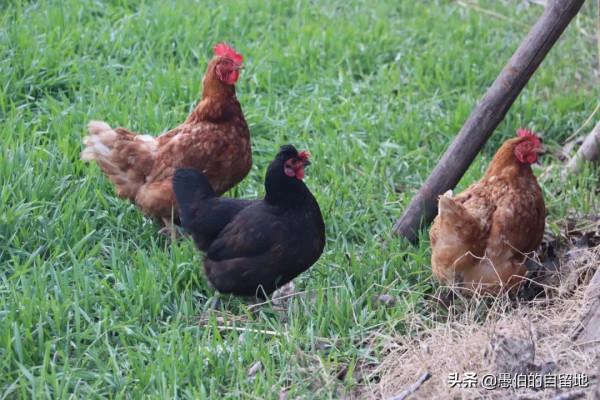 元旦放假三天，我在蘇魯豫皖交界的老家農村，拍了這些珍貴的圖片