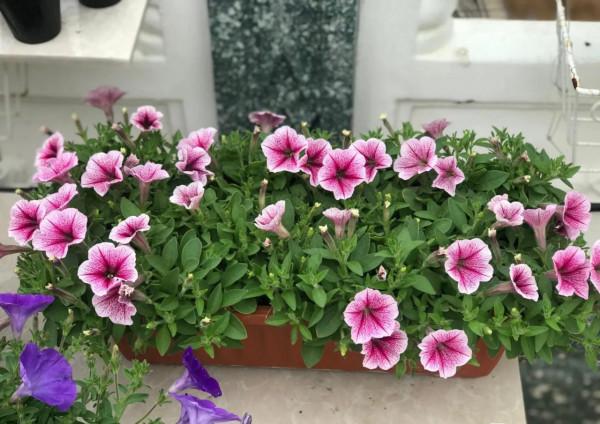 矮牽牛花，要想開花爆盆，就要大剪大修，有舍才有得