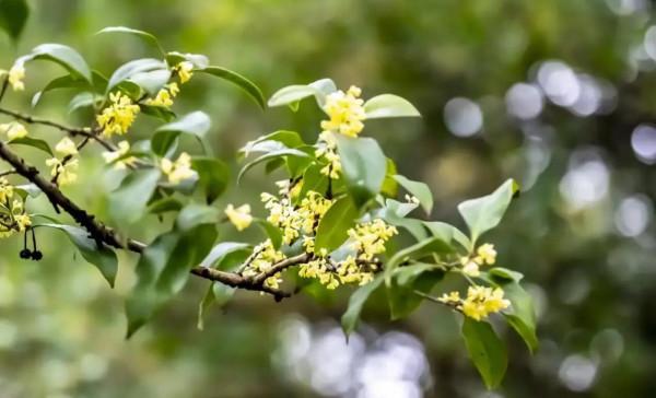 放下對父母的怨念不是忘卻，也不是原諒，是算了