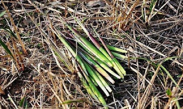 龔清孝，吃草上癮得以賺錢、娶媳婦，34年吃了40噸草：我就喜歡吃