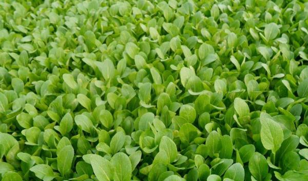 中秋閤家團聚的日子，農民都在忙什麼？4件事，哪一件都不敢耽誤