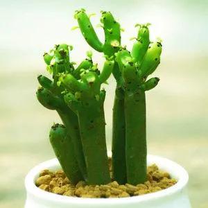 50種多肉開花欣賞，你養的開花了嗎？快來曬曬