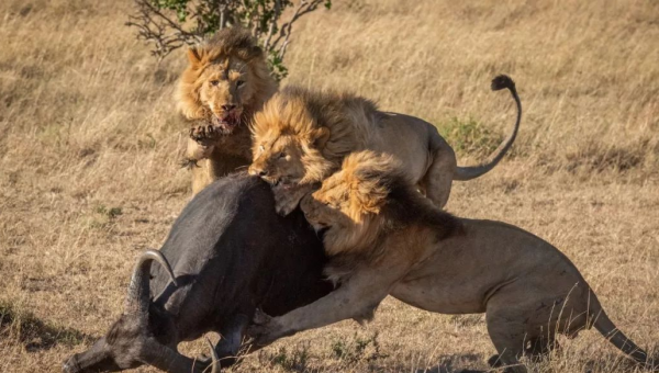 賽倫蓋蒂草原的王者，非洲獅