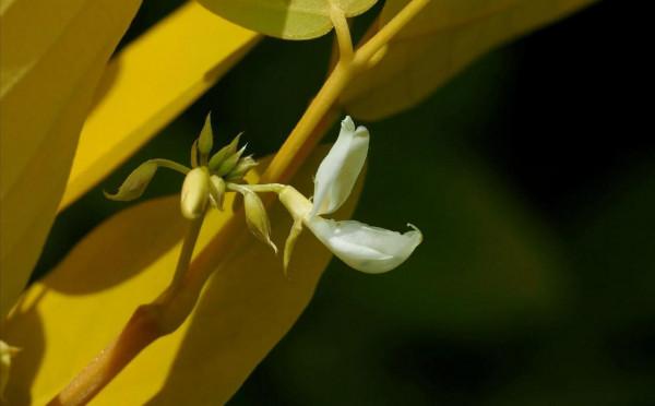 各色的花都開得繽紛絢燦，好像天上降下了一道彩雲