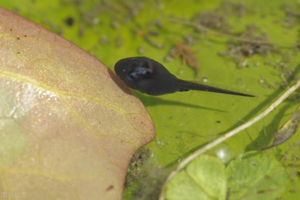 荸薺生吃有風險嗎？食物生吃比熟吃更營養？聽聽專家怎麼說