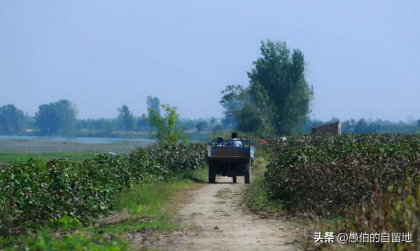 徐州鄉村往事：爺爺、我和鵪鶉