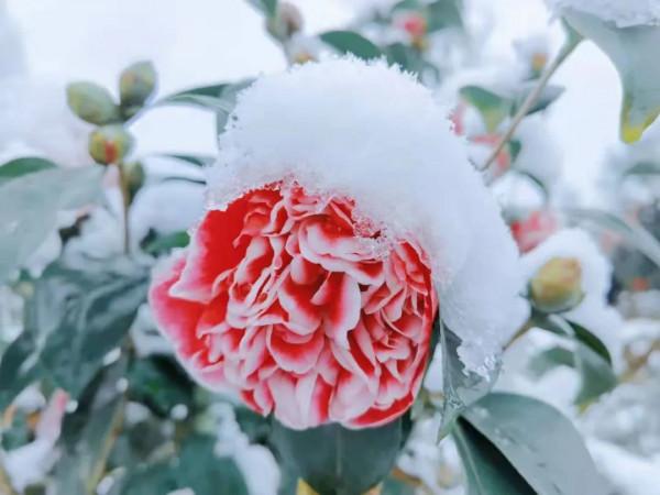 春雪紛飛染冬色 黔地皚皚似北國