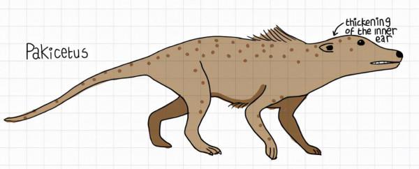 鯨魚沒有手，為什麼長著人手一樣的骨骼？這得從鯨魚的進化史說起