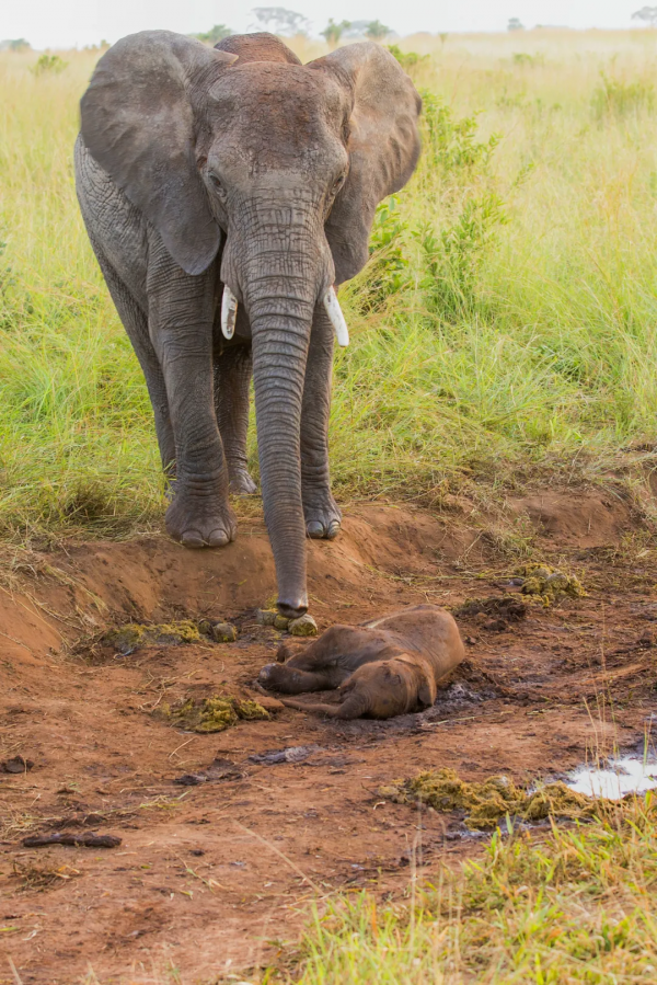 2021年度動物，是誰？