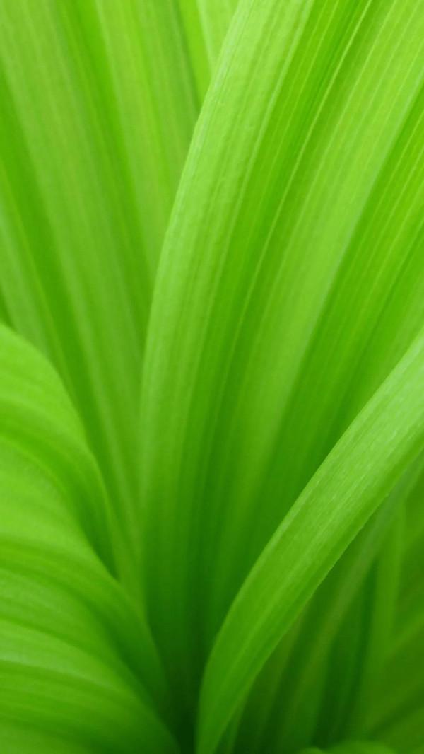 最護眼的綠色桌布 最護眼的綠色桌布