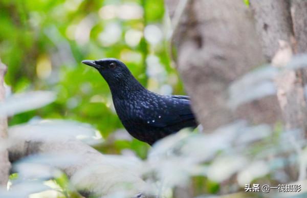校園候鳥季之——樹木園裡的紫嘯鶇 校園候鳥季之——樹木園裡的紫嘯鶇