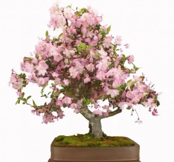 分享~~~小盆景 大世界 小巧玲瓏 精美絕倫 冬日裡一抹紅 美醉啦