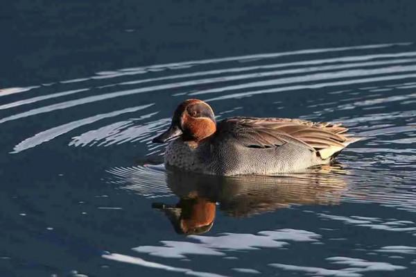 夕陽暉耀綠翅鴨 夕陽暉耀綠翅鴨