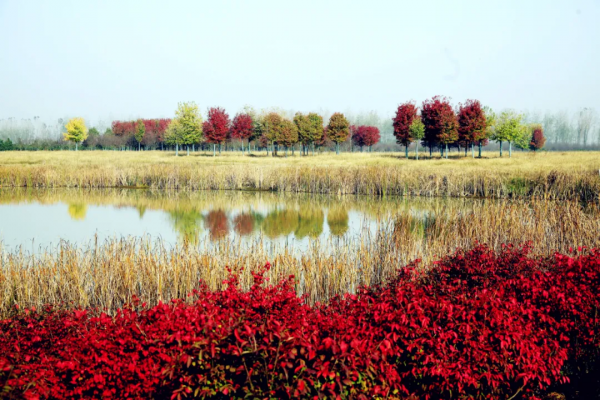 色彩斑斕!金安的這片花葉世界,又到一年中最美的時刻 色彩斑斕!金安的這片花葉世界,又到一年中最美的時刻