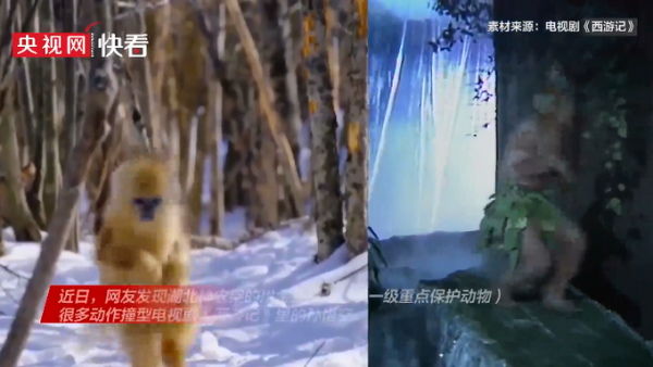 原來真的有美猴王！川金絲猴動作撞型孫悟空