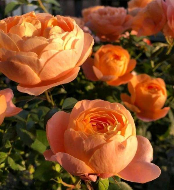 “100種花”適合養在陽臺上，一個比一個好看，還很好養護