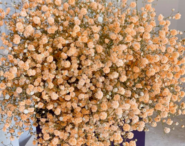 冬天花市“套路”多,5種花再漂亮也別買,買了就是浪費錢 冬天花市“套路”多,5種花再漂亮也別買,買了就是浪費錢