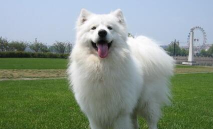 這6種狗狗，身體味道不大，適合家裡養