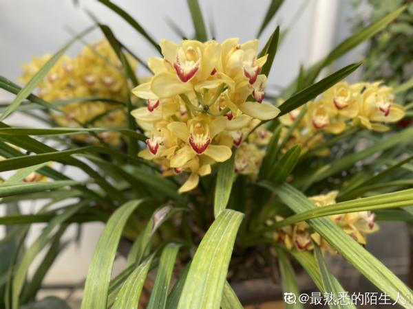 你養的未必是蘭花,種類多差別細,國蘭種類大科普 你養的未必是蘭花,種類多差別細,國蘭種類大科普