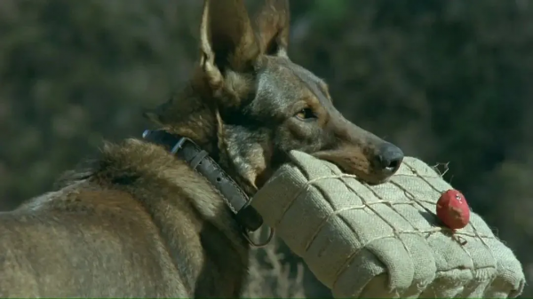 為了真實性，劇組將一隻軍犬炸成碎片，動物就活該為藝術獻身嗎？