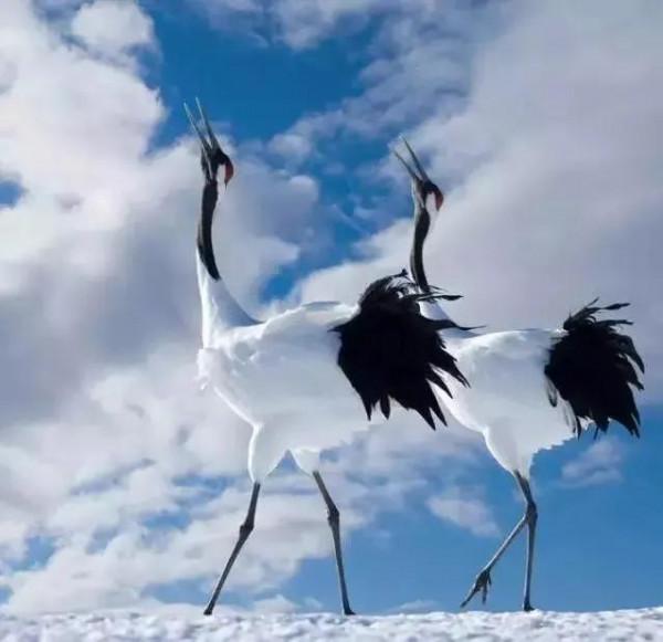 仙鶴飛天，太美啦
