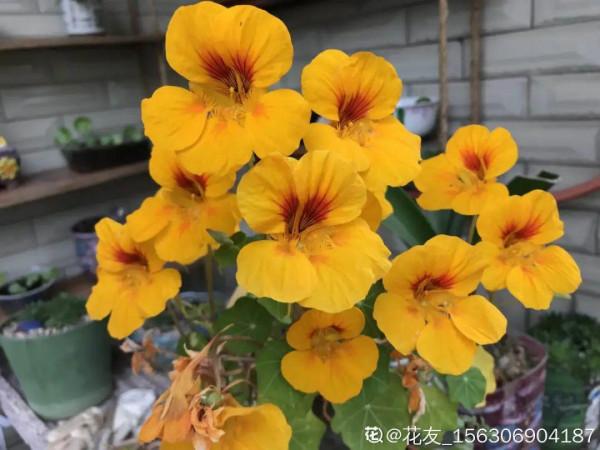 50種花春天播種，長滿小院子，能開一整年