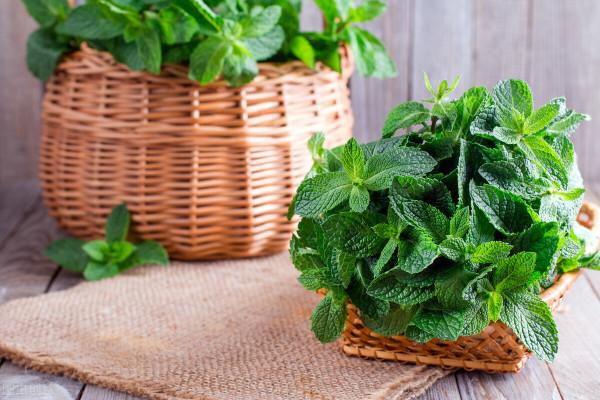 我們如何感知世界？——2021年諾貝爾生理學或醫學獎解讀（3）