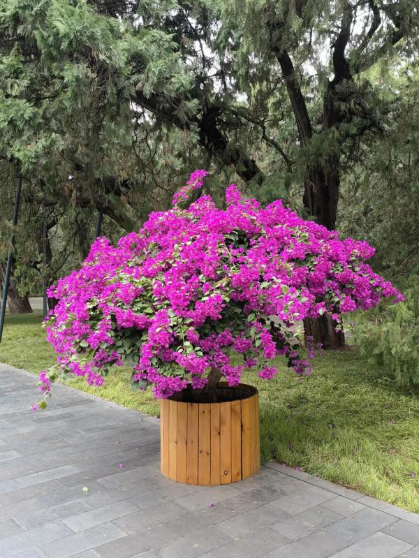 天壇公園的小松鼠 天壇公園的小松鼠