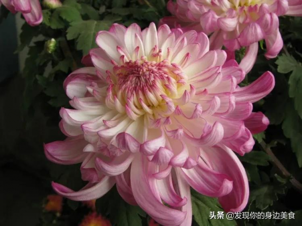 傲霜菊花奪人眼