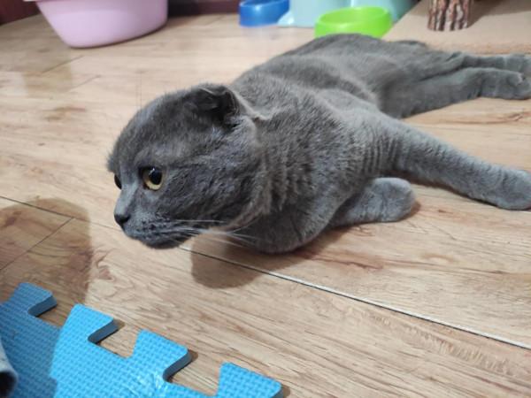 折耳貓怎麼才能讓它們減輕疼痛