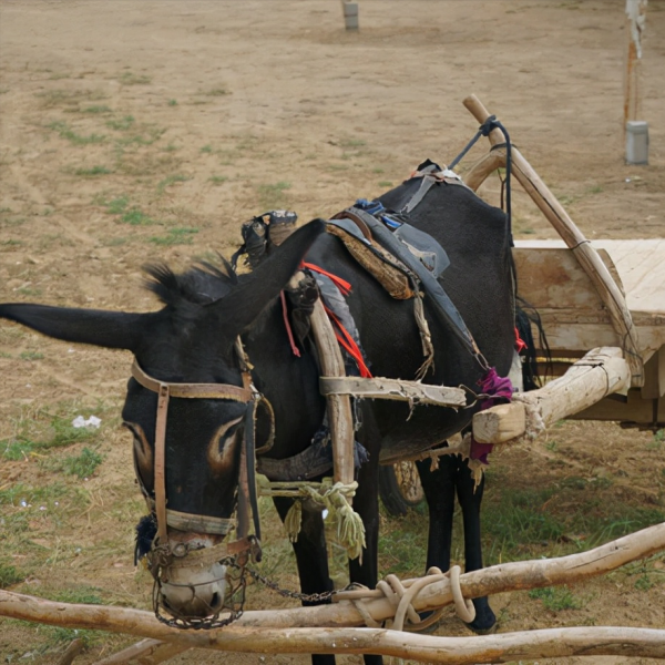玩樂、賣官漢靈帝