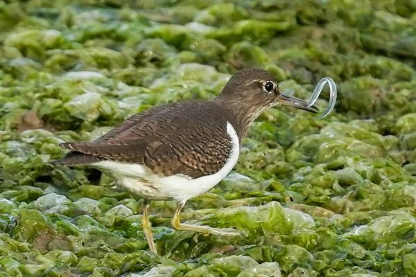 照片故事～溼地鳥類