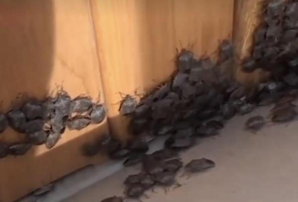 幾百塊錢一斤?俄羅斯遭大規模“臭屁蟲”入侵!網友:味道不錯 幾百塊錢一斤?俄羅斯遭大規模“臭屁蟲”入侵!網友:味道不錯