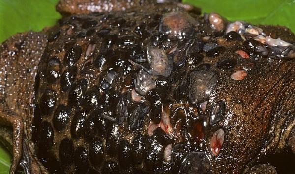 醜陋的蘇利南蟾蜍