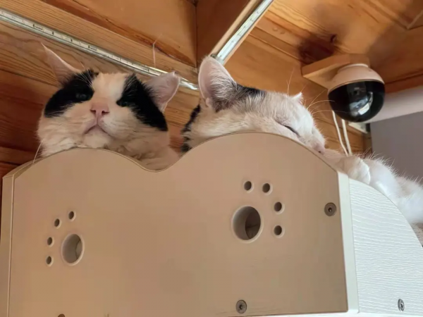 大阿寶：“斜槓青年”歡樂多