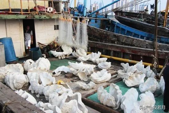 7319顆珠子,引出全球最大黑市,來自千年前的海底靈玉 7319顆珠子,引出全球最大黑市,來自千年前的海底靈玉