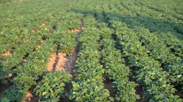花生控旺小技巧,和哪些葉面肥能混用?做對了,省工效果好 花生控旺小技巧,和哪些葉面肥能混用?做對了,省工效果好