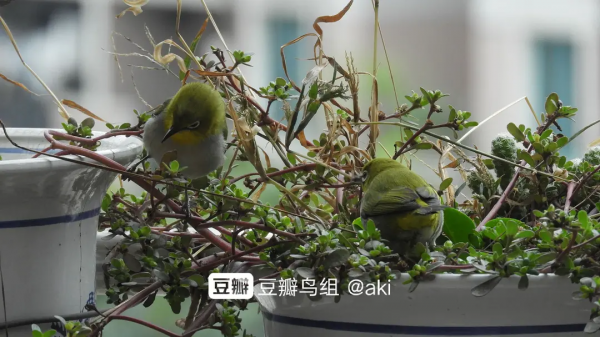 蘋果爛了不要扔 放陽臺上招小鳥 隔壁的小鳥都饞哭了