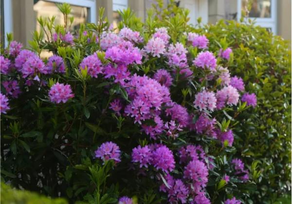 66萬一盆花，是有價無市，還是貨真價實？