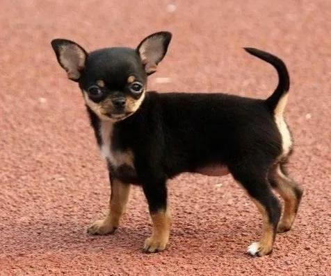 世上體形最小的狗——吉娃娃