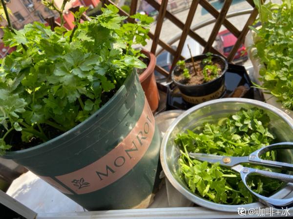 一塊生薑埋土裡,長出“姜崽芽”,兩個月能長1米高 一塊生薑埋土裡,長出“姜崽芽”,兩個月能長1米高