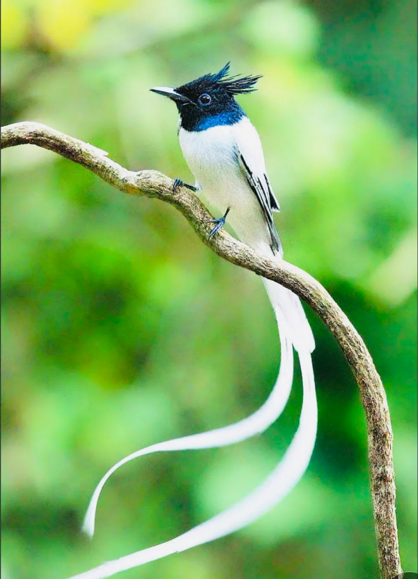 珍稀鳥兒60種，喜歡的來看了