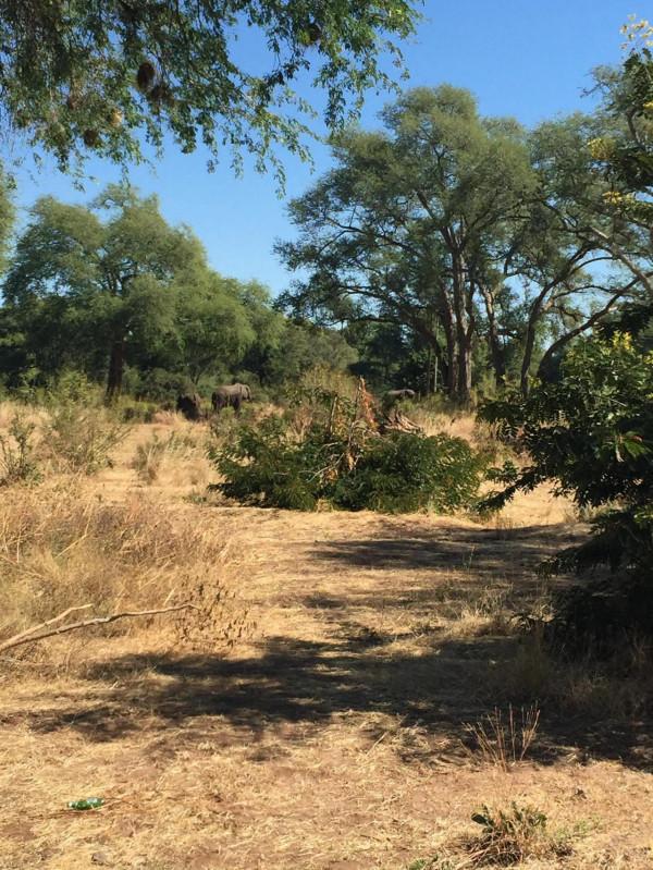 非洲尚比亞的旅居生活七 非洲尚比亞的旅居生活七