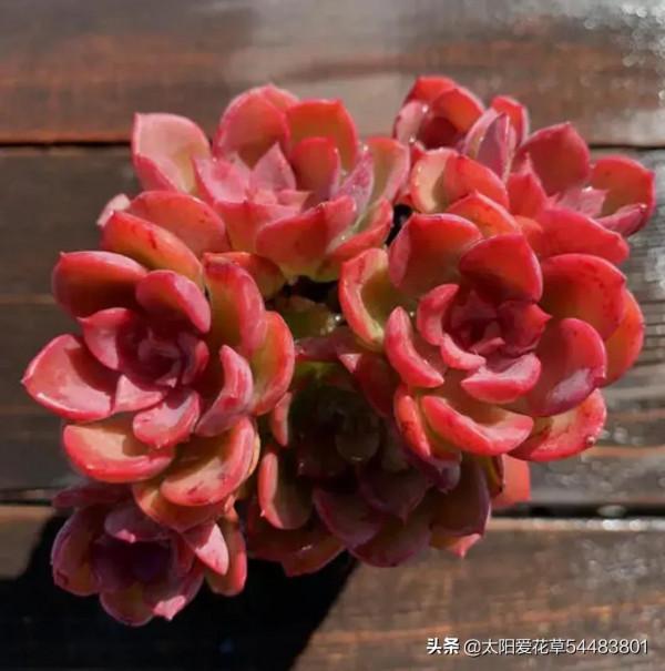 後悔沒早入手的7種普貨多肉，真的是好養容易出狀態，太漂亮了