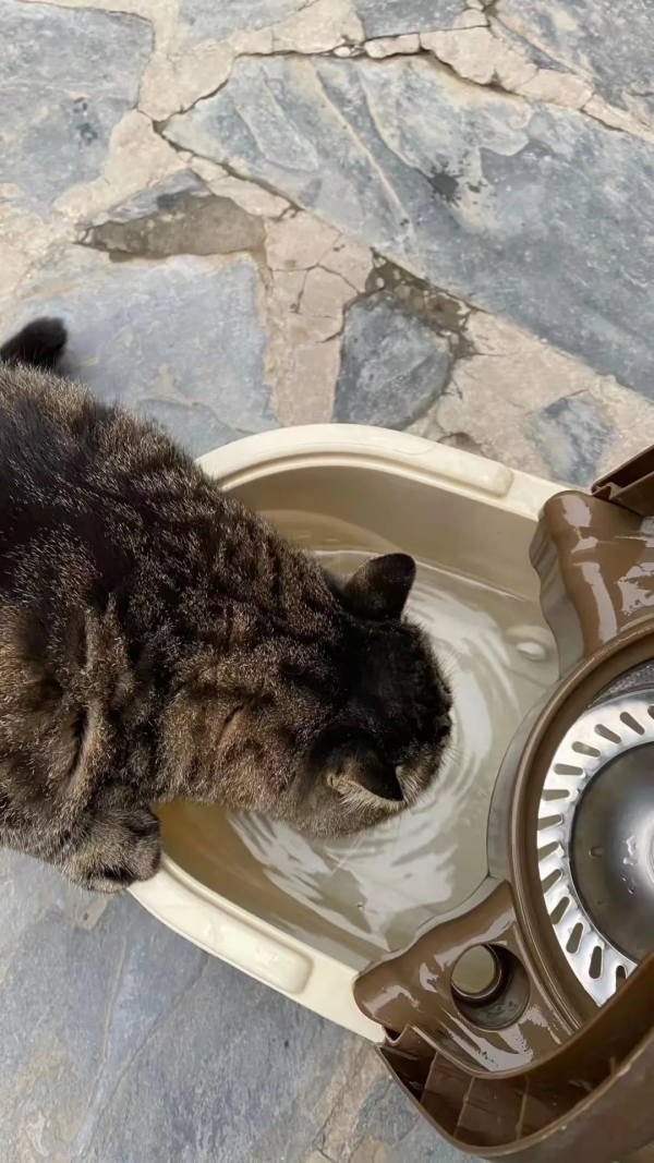 小貓咪也怕被“搶飯碗”嗎? 小貓咪也怕被“搶飯碗”嗎?