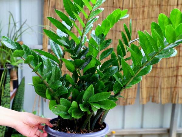 9種“吉祥樹”,適合家裡養,富貴大氣上檔次,好養寓意好 9種“吉祥樹”,適合家裡養,富貴大氣上檔次,好養寓意好