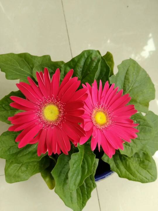 室內種點非洲菊,淨化空氣的小能手,還能“補貼家用” 室內種點非洲菊,淨化空氣的小能手,還能“補貼家用”