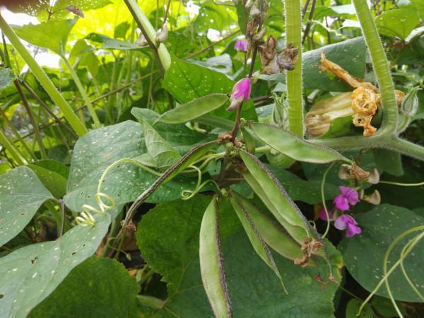 扁豆在農村家家都有，能健胃益脾，好多人不知道它的好處