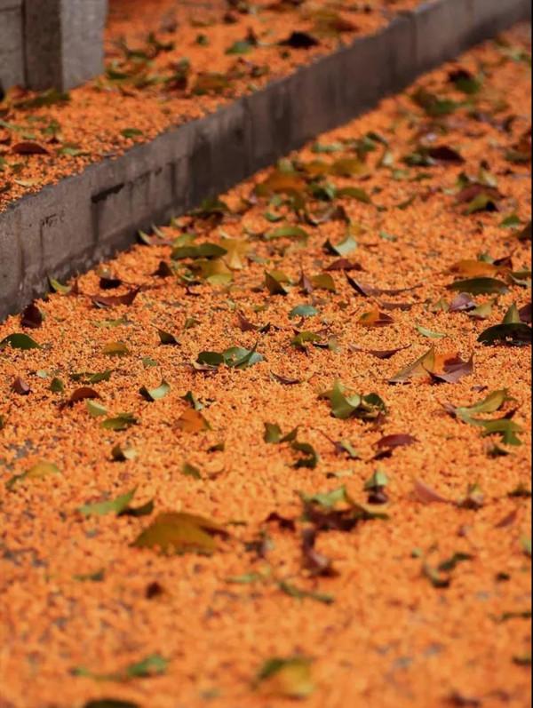 金秋十月，沉醉在江南絕美的秋色中，經典還免費