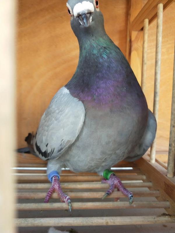 信鴿足環問題必須要重視